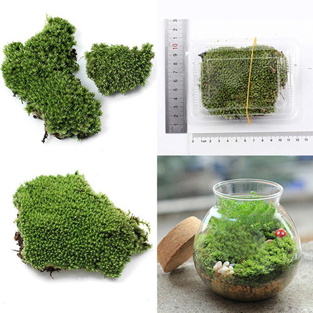หญ้าเทียมสีเขียวมอสพืชตกแต่งบ้ - Terrarium Moss Art บทวิจารณ์และราคา