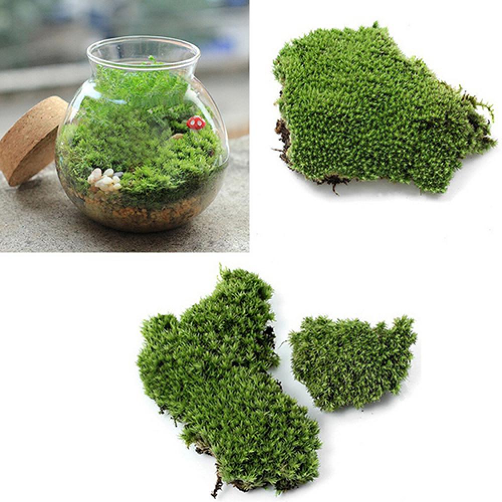 หญ้าเทียมสีเขียวมอสพืชตกแต่งบ้ - Terrarium Moss Art บทวิจารณ์และราคา